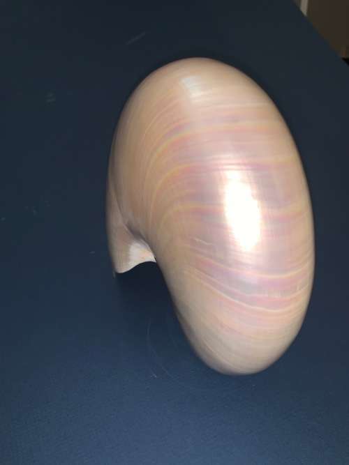 Nautilus Shell Pearlized white Chambered Nautilus Seashell Pearl 9 23 cm