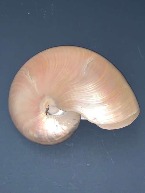 Nautilus Shell Pearlized white Chambered Nautilus Seashell Pearl 9 23 cm