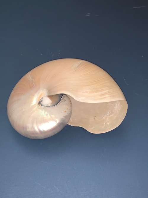 Nautilus Shell Pearlized white Chambered Nautilus Seashell Pearl 9 23 cm