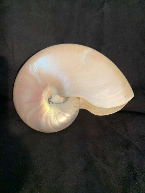 Nautilus Shell Pearlized white Chambered Nautilus Seashell Pearl 9 23 cm