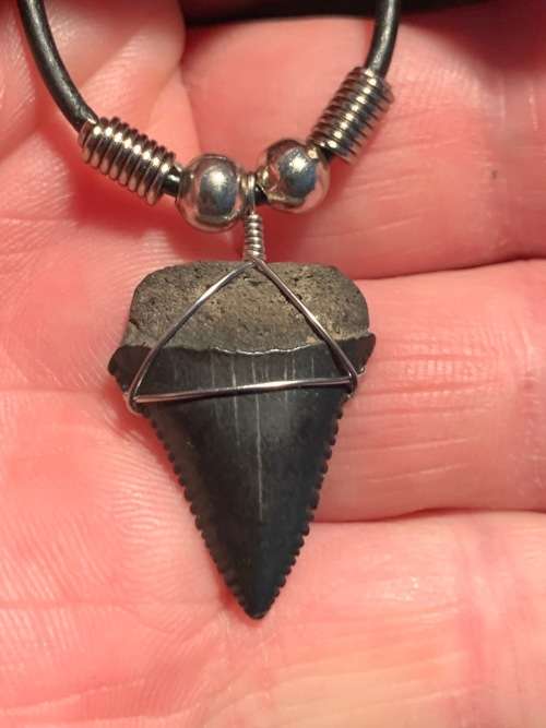 Great White FOSSIL SHARK TOOTH PENDANT NECKLACE 25 mm small size