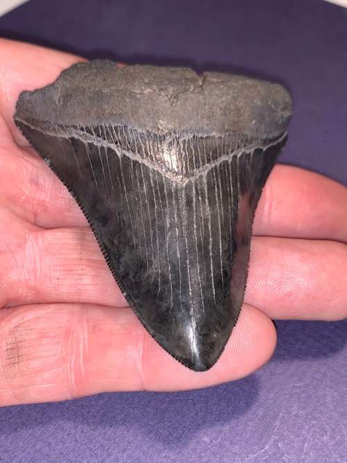 Fossil shark tooth Carcharodon Megalodon Great white shark.  79 mm