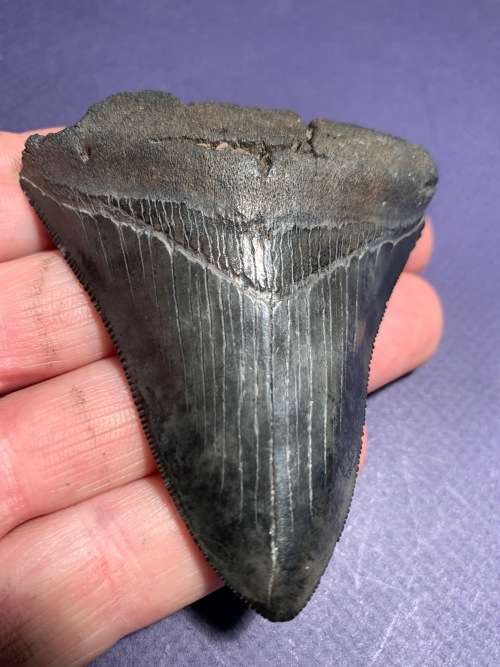 Fossil shark tooth Carcharodon Megalodon Great white shark.  79 mm