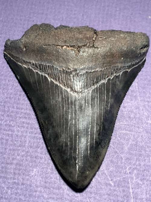 Fossil shark tooth Carcharodon Megalodon Great white shark.  79 mm