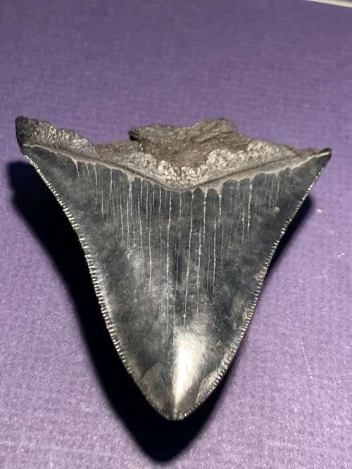 Fossil shark tooth Carcharodon Megalodon Great white shark.  79 mm