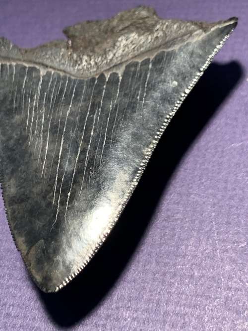 Fossil shark tooth Carcharodon Megalodon Great white shark.  79 mm