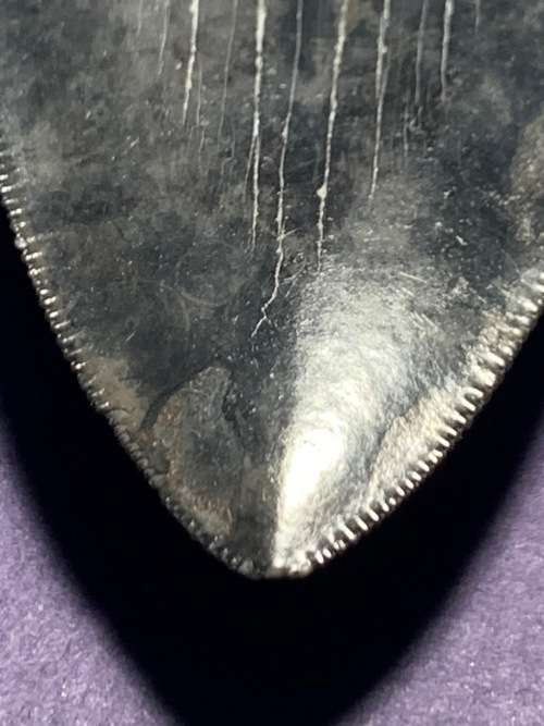 Fossil shark tooth Carcharodon Megalodon Great white shark.  79 mm