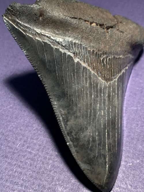 Fossil shark tooth Carcharodon Megalodon Great white shark.  79 mm