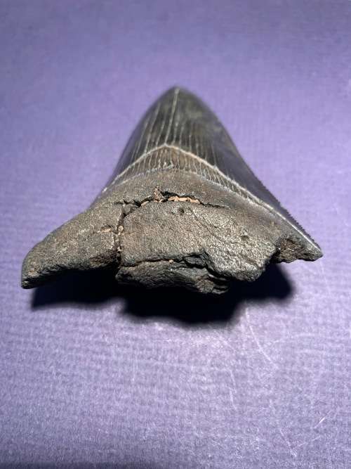 Fossil shark tooth Carcharodon Megalodon Great white shark.  79 mm