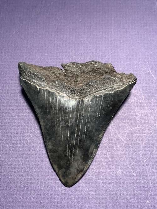 Fossil shark tooth Carcharodon Megalodon Great white shark.  79 mm