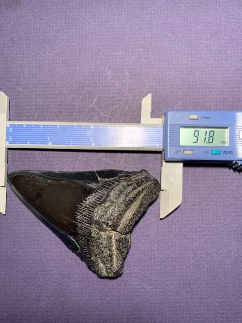 Fossil shark tooth Carcharodon Megalodon Great white shark  9 cm