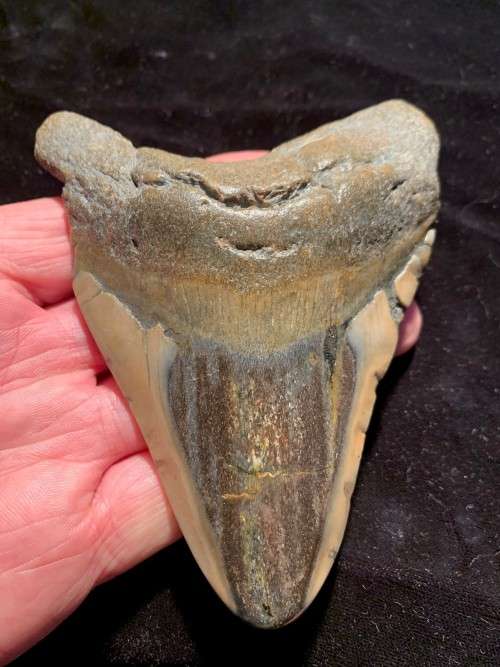 Fossil shark tooth Carcharodon Megalodon Great white shark. 125 mm