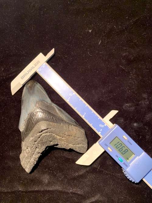 Fossil shark tooth Carcharodon Megalodon Great white shark. 106 mm