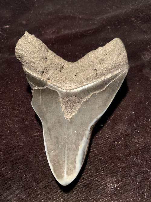 Fossil shark tooth Carcharodon Megalodon Great white shark. 106 mm