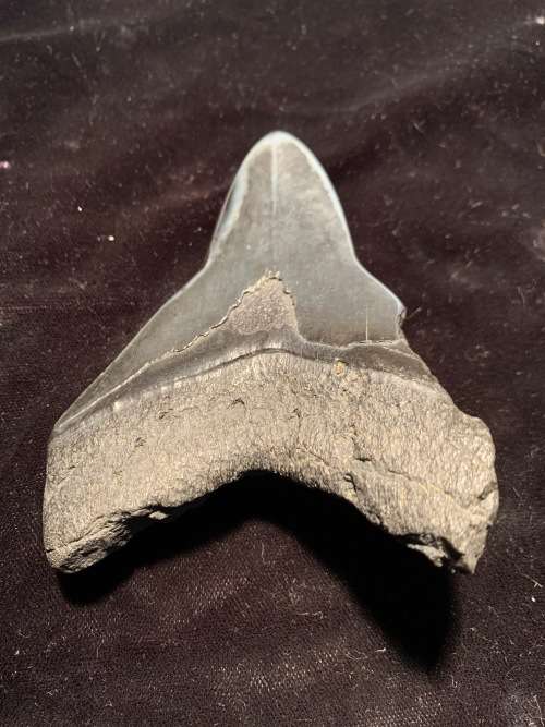 Fossil shark tooth Carcharodon Megalodon Great white shark. 106 mm