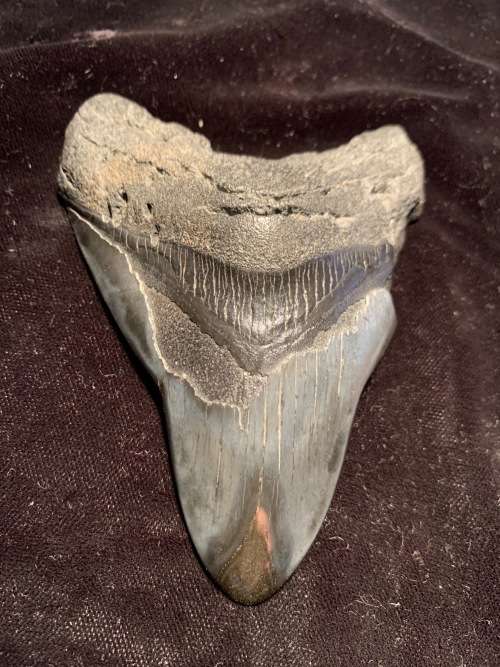 Fossil shark tooth Carcharodon Megalodon Great white shark. 106 mm
