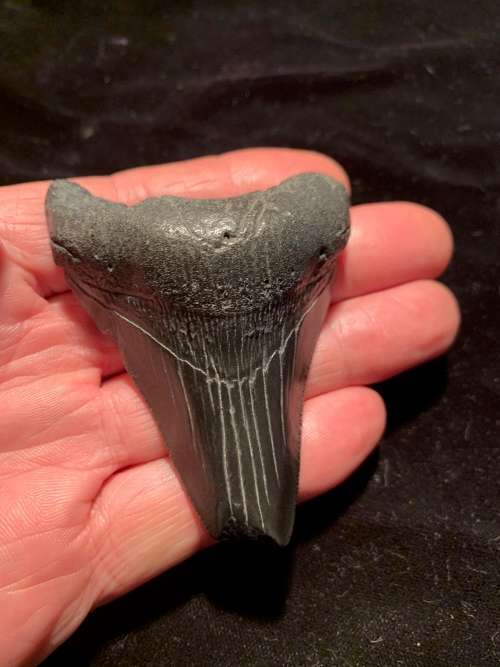 Fossil shark tooth Carcharodon Megalodon Great white shark. 74 mm