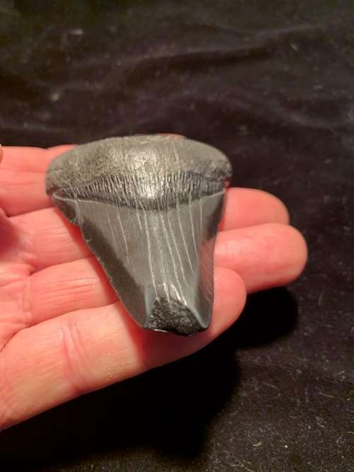 Fossil shark tooth Carcharodon Megalodon Great white shark. 74 mm