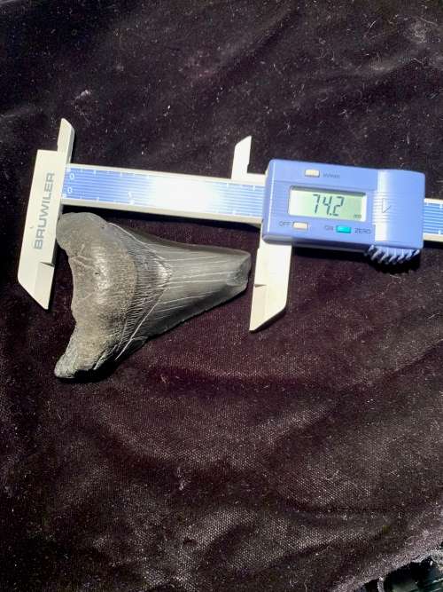 Fossil shark tooth Carcharodon Megalodon Great white shark. 74 mm