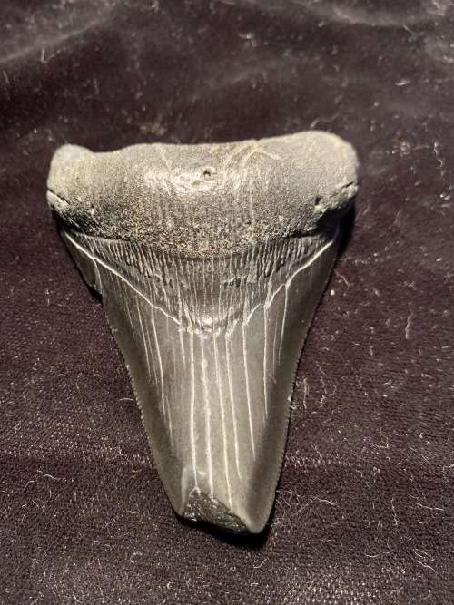 Fossil shark tooth Carcharodon Megalodon Great white shark. 74 mm