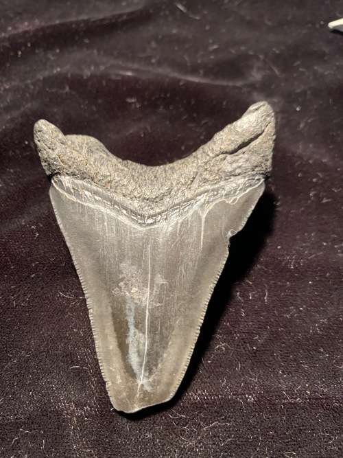 Fossil shark tooth Carcharodon Megalodon Great white shark. 74 mm