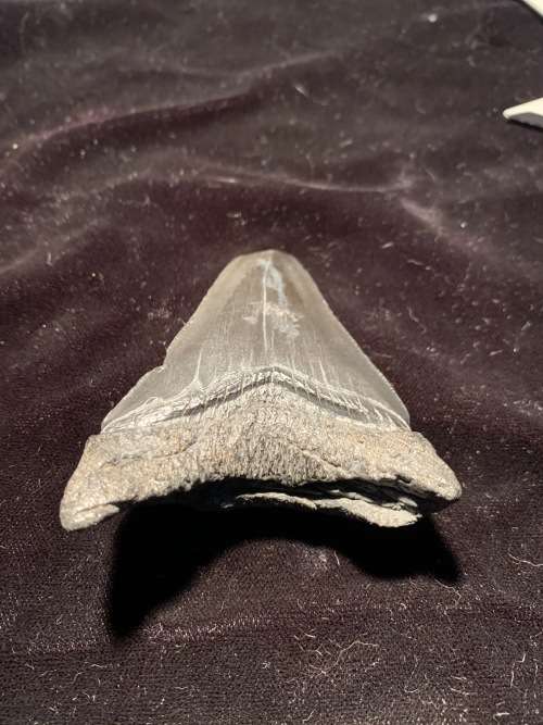 Fossil shark tooth Carcharodon Megalodon Great white shark. 74 mm