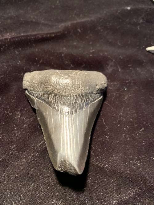 Fossil shark tooth Carcharodon Megalodon Great white shark. 74 mm