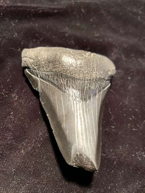 Fossil shark tooth Carcharodon Megalodon Great white shark. 74 mm