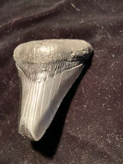 Fossil shark tooth Carcharodon Megalodon Great white shark. 74 mm