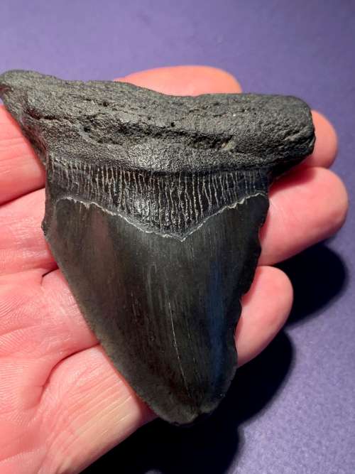 Fossil shark tooth Carcharodon Megalodon Great white Shark  9 cm