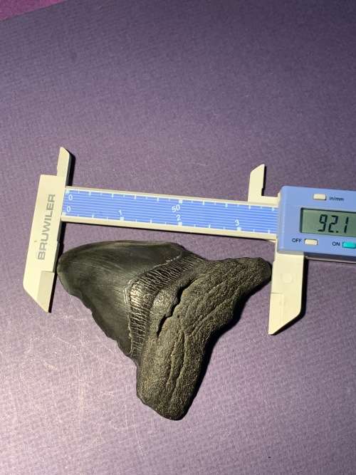 Fossil shark tooth Carcharodon Megalodon Great white Shark  9 cm