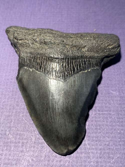 Fossil shark tooth Carcharodon Megalodon Great white Shark  9 cm
