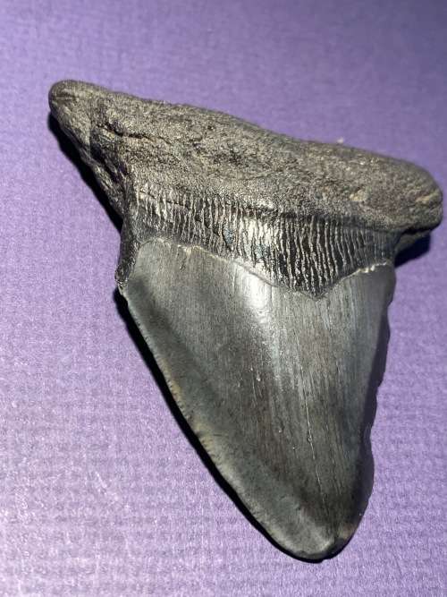 Fossil shark tooth Carcharodon Megalodon Great white Shark  9 cm