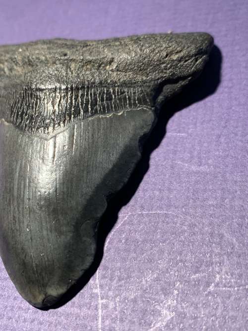 Fossil shark tooth Carcharodon Megalodon Great white Shark  9 cm
