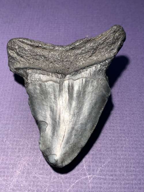 Fossil shark tooth Carcharodon Megalodon Great white Shark  9 cm