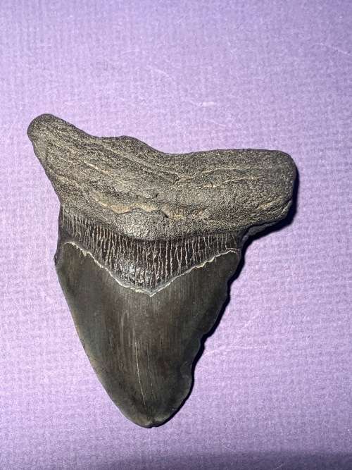 Fossil shark tooth Carcharodon Megalodon Great white Shark  9 cm