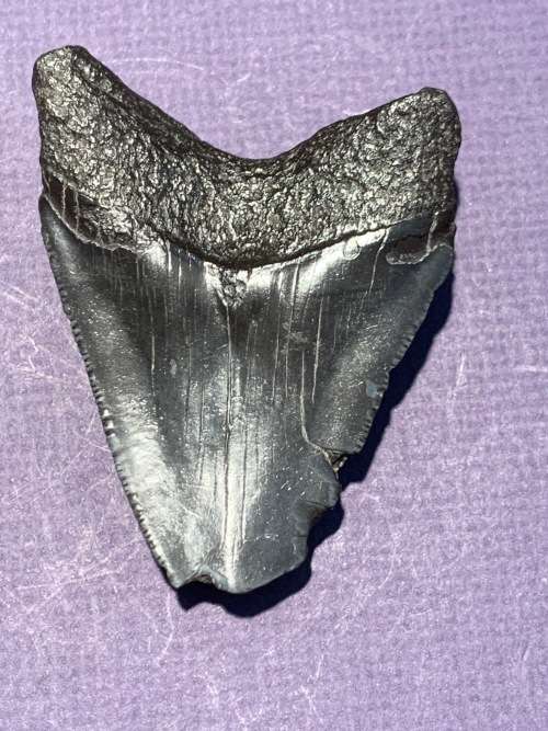 Fossil shark tooth Carcharodon Megalodon Great white shark. 79 mm