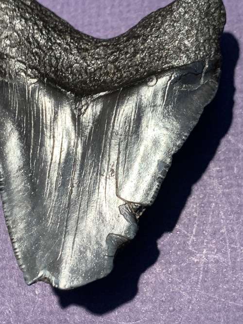 Fossil shark tooth Carcharodon Megalodon Great white shark. 79 mm
