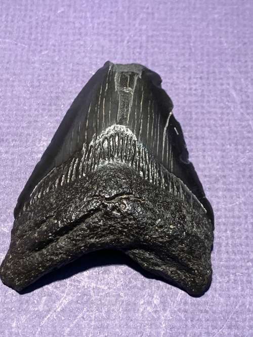 Fossil shark tooth Carcharodon Megalodon Great white shark. 79 mm