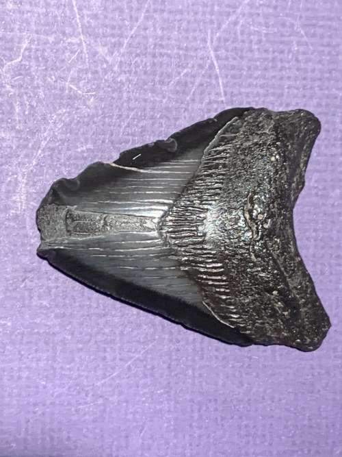 Fossil shark tooth Carcharodon Megalodon Great white shark. 79 mm