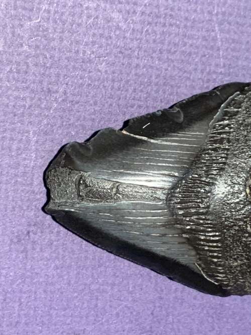 Fossil shark tooth Carcharodon Megalodon Great white shark. 79 mm
