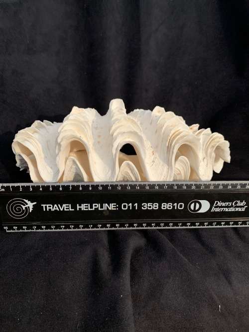 Vintage Giant Clam Shell Natural Seashell Nautical Décor Tridacna Gigas