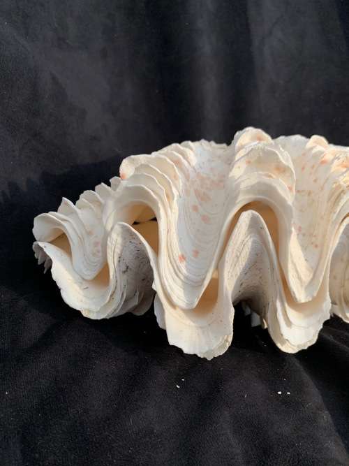 Vintage Giant Clam Shell Natural Seashell Nautical Décor Tridacna Gigas