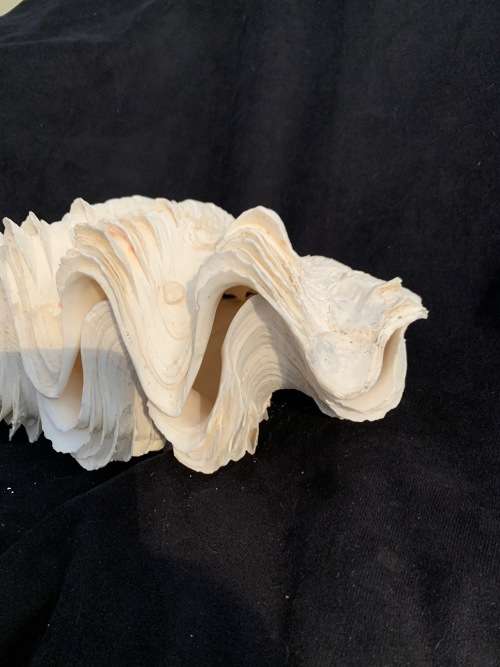 Vintage Giant Clam Shell Natural Seashell Nautical Décor Tridacna Gigas