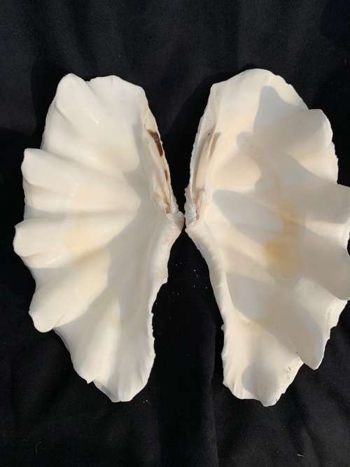 Vintage Giant Clam Shell Natural Seashell Nautical Décor Tridacna Gigas