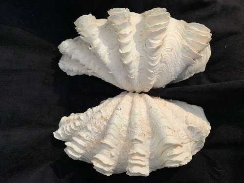Vintage Giant Clam Shell Natural Seashell Nautical Décor Tridacna Gigas