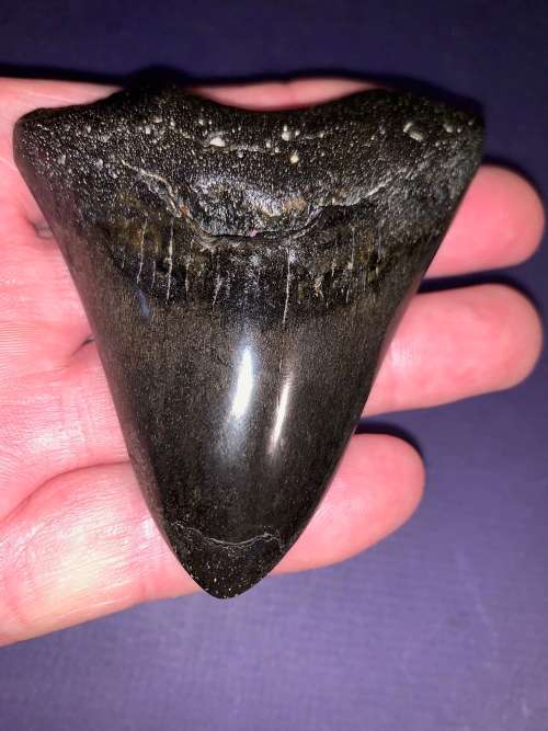 Megalodon Shark tooth Carcharodon Megalodon Fossil Great White 8 cm