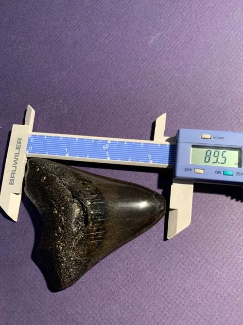Megalodon Shark tooth Carcharodon Megalodon Fossil Great White 8 cm
