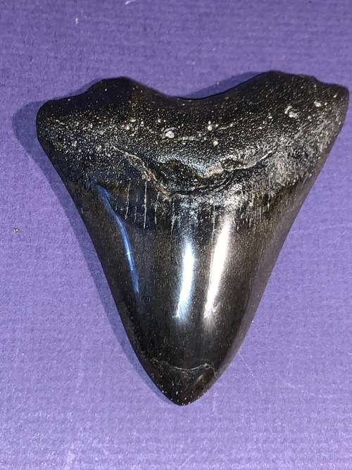Megalodon Shark tooth Carcharodon Megalodon Fossil Great White 8 cm