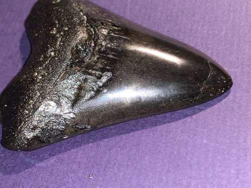 Megalodon Shark tooth Carcharodon Megalodon Fossil Great White 8 cm